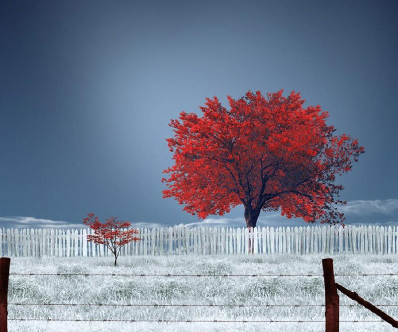 Red Trees in Field