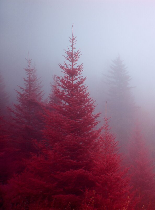 Red Trees in Fog