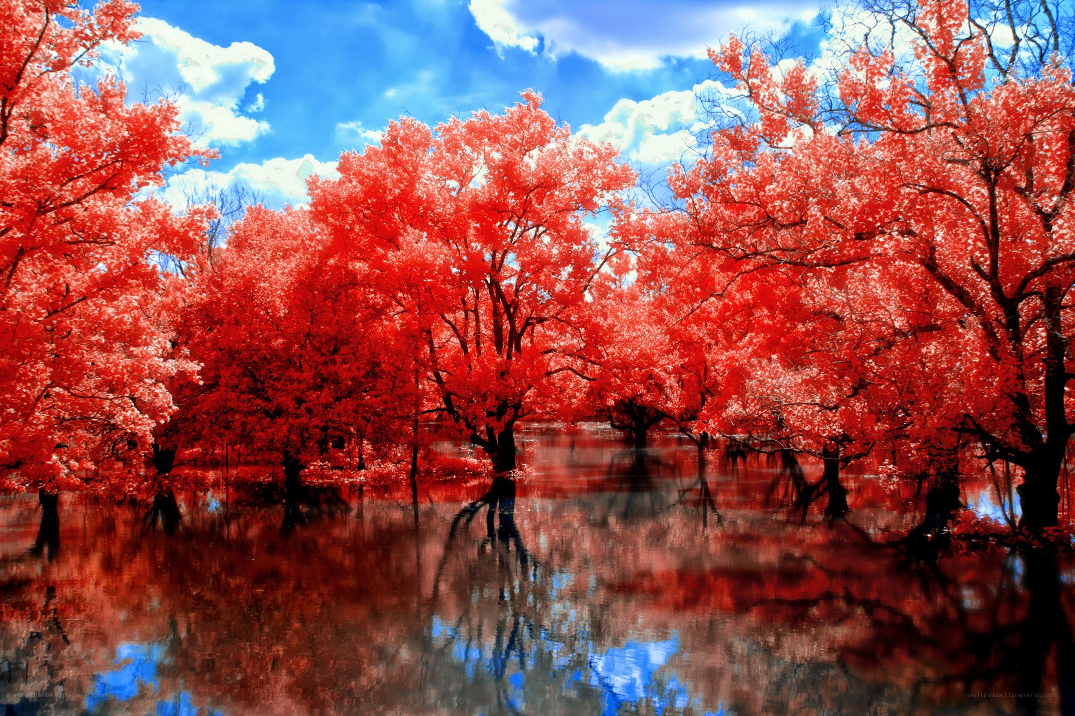 Red trees in infrared landscape