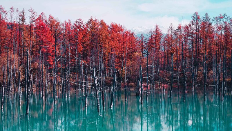 Red Trees in Turquoise Water