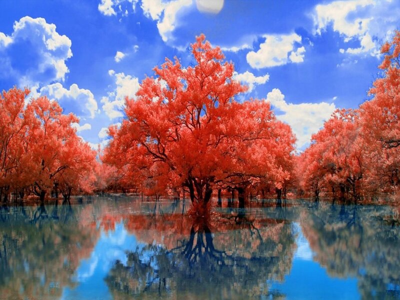 Red Trees in Water — Blue, Serene