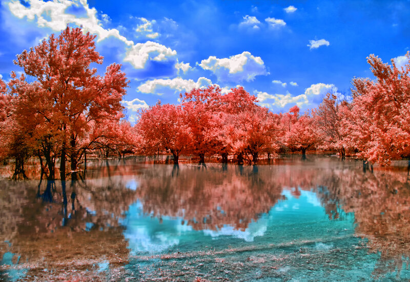 Red Trees in Water — Blue