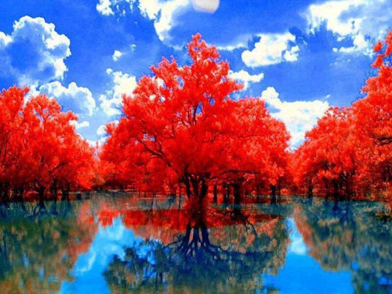 Red Trees in Water — Dramatic, Afternoon, Digital Art