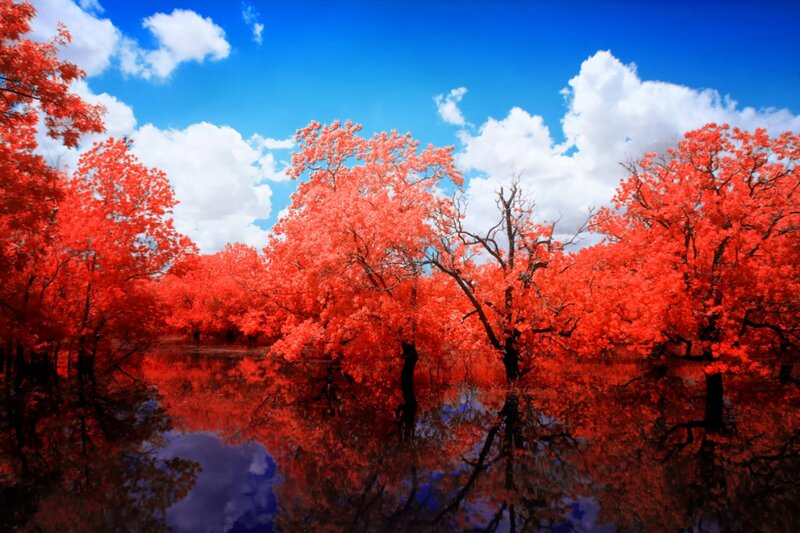 Red Trees in Water — Dramatic, Afternoon, Photograph
