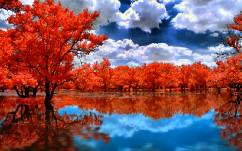 Red Trees in Water — Dramatic, Autumn, Photograph