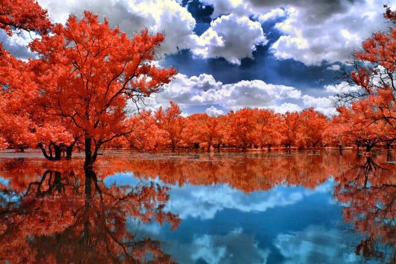 Red Trees in Water — Dramatic, Autumn