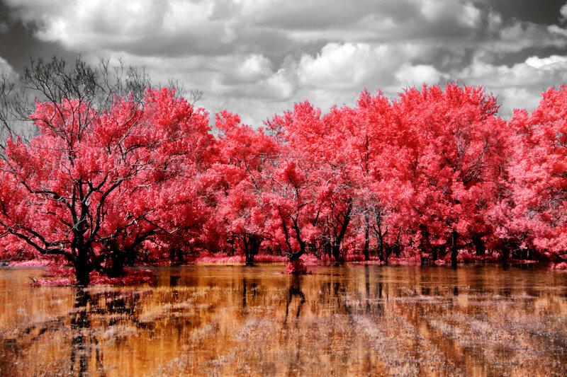 Red Trees in Water — Dramatic, Photograph, Sky