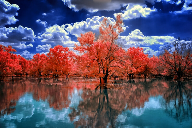 Red Trees in Water — Dramatic, Photograph