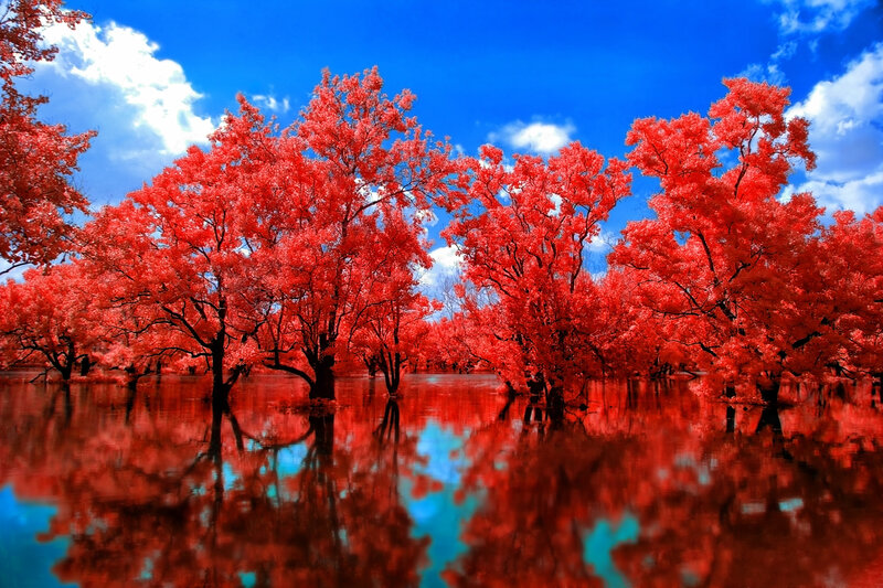 Red Trees in Water — Dramatic