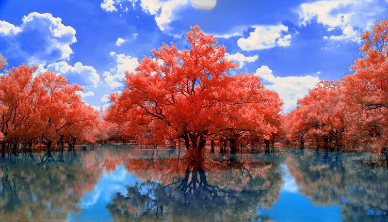 Red Trees in Water — Serene