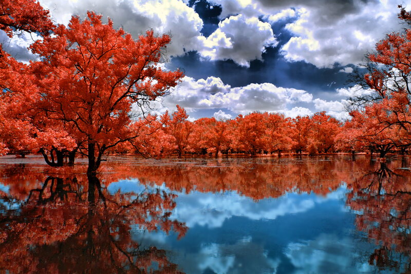 Red Trees in Water