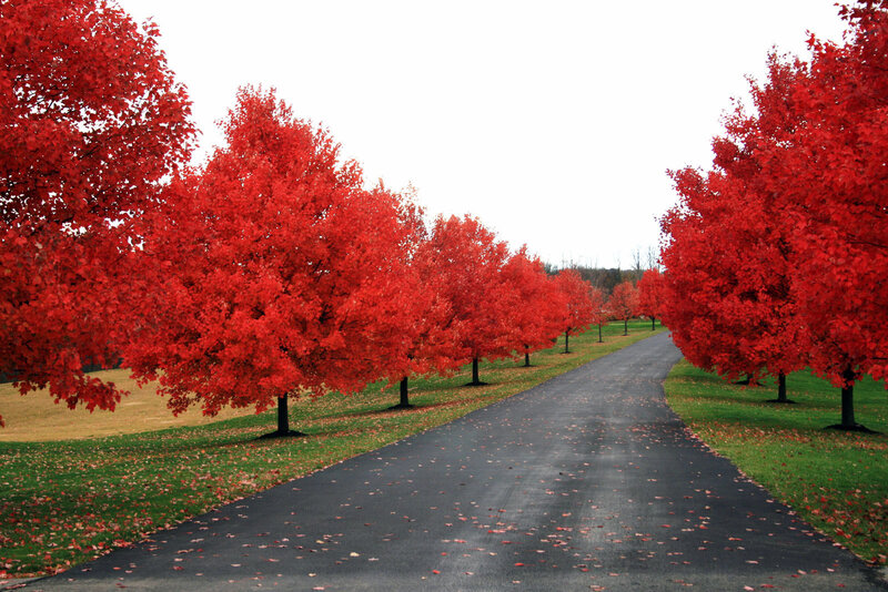 Red trees line a quiet road