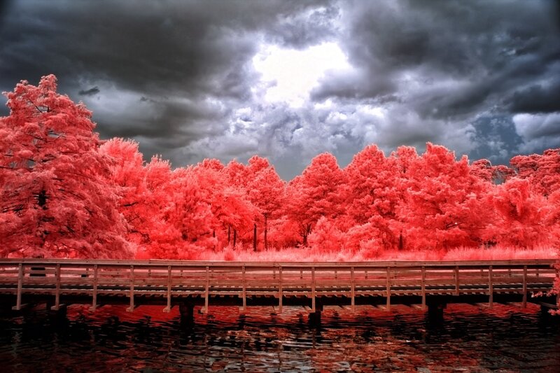 Red Trees on Bridge — Dramatic