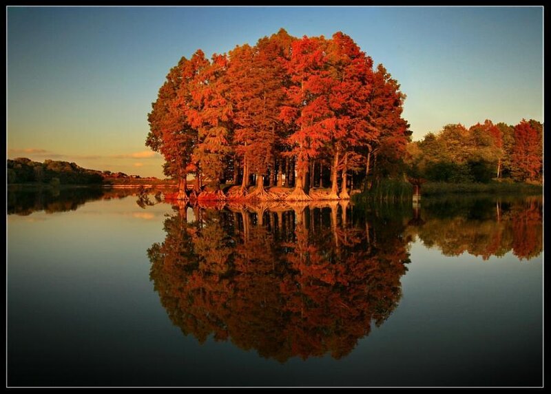Red Trees on Island