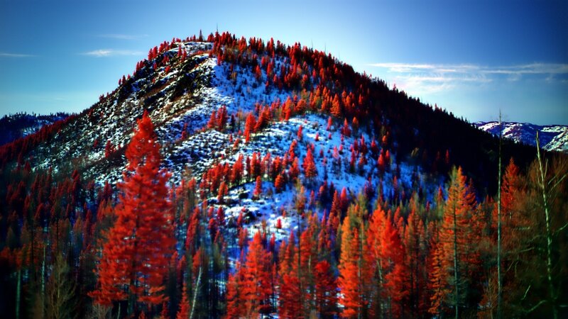 Red Trees on Snowy Mountain