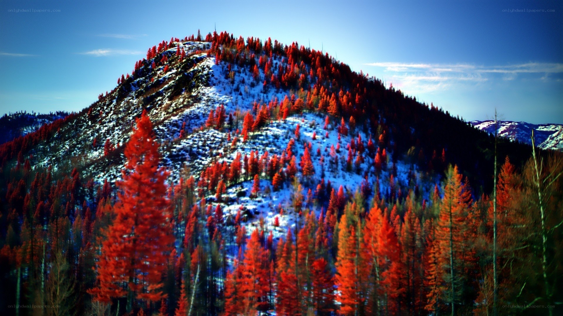 Red Trees on Snowy Mountain