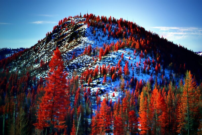 Red Trees on Snowy Mountain — Dramatic