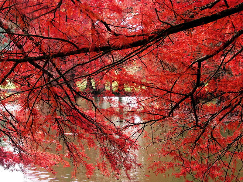 Red trees over a calm lake
