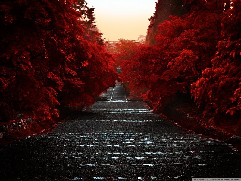 Red Trees Pathway
