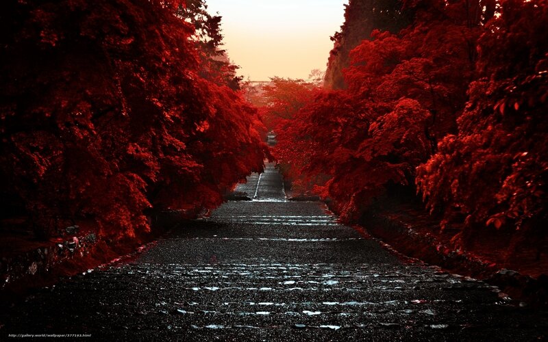 Red Trees Pathway