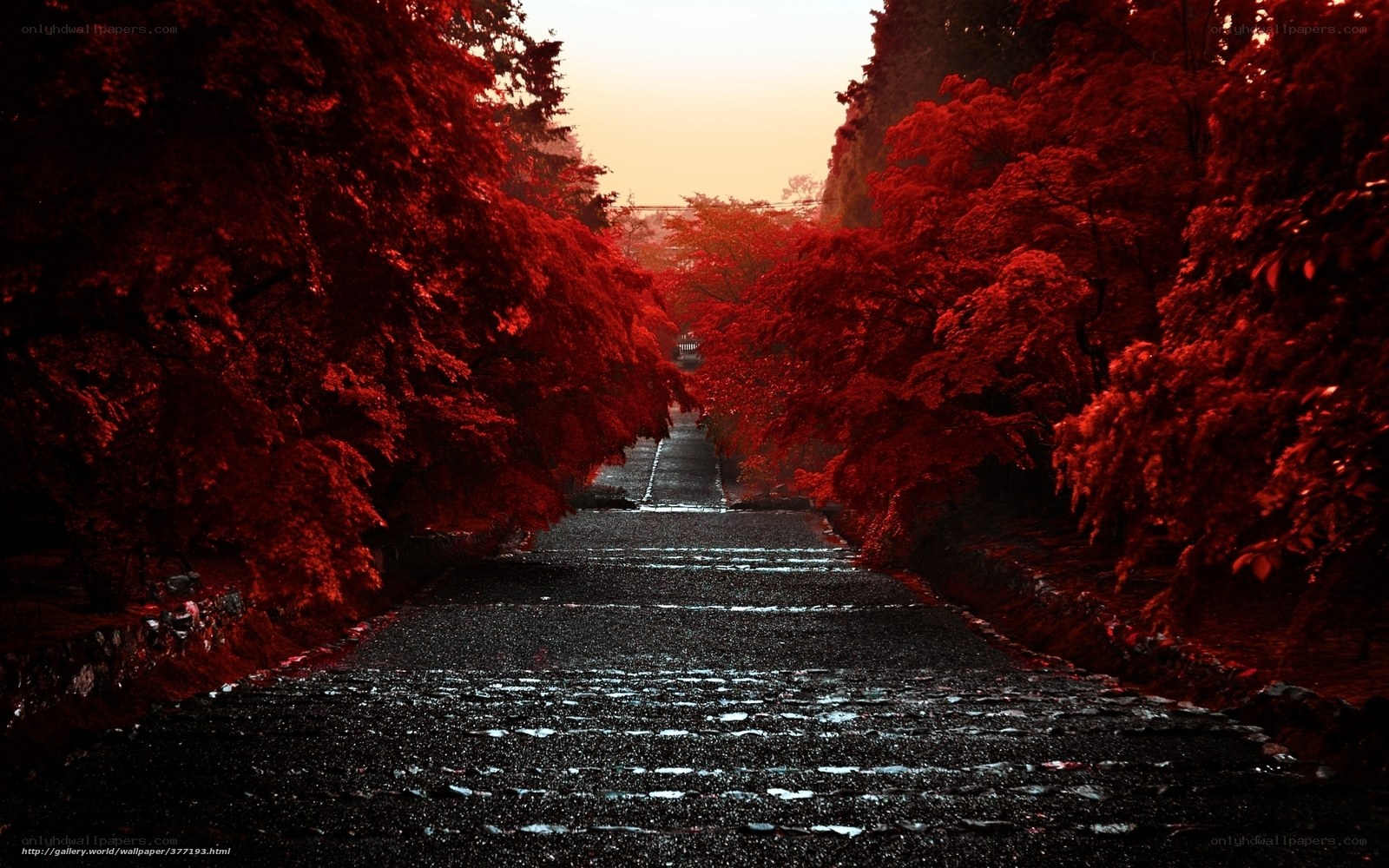 Red Trees Pathway
