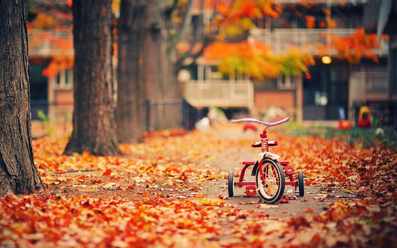 Red tricycle in autumn leaves