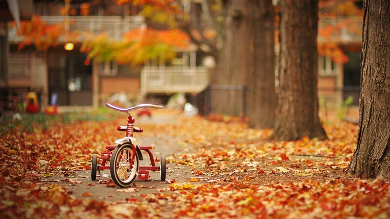 Red tricycle in autumn leaves