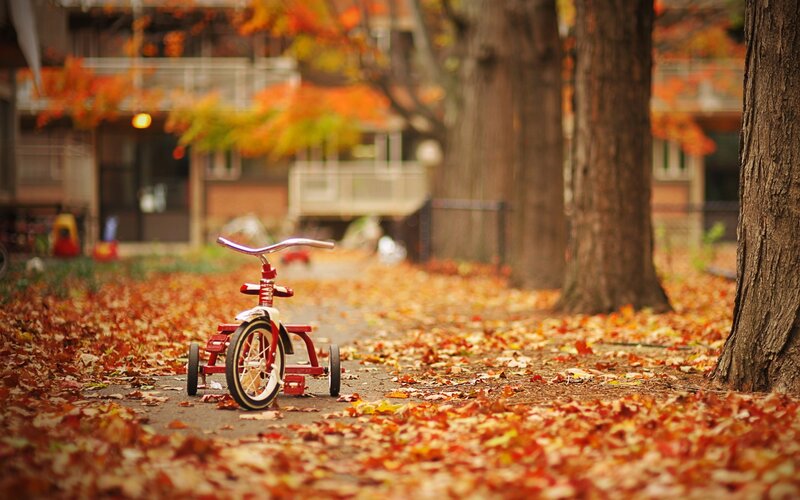 Red tricycle in autumn leaves