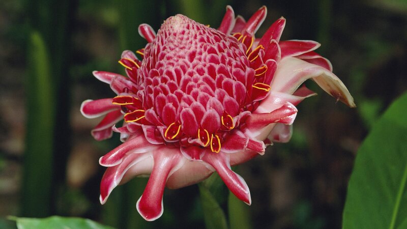 Red tropical flower bloom