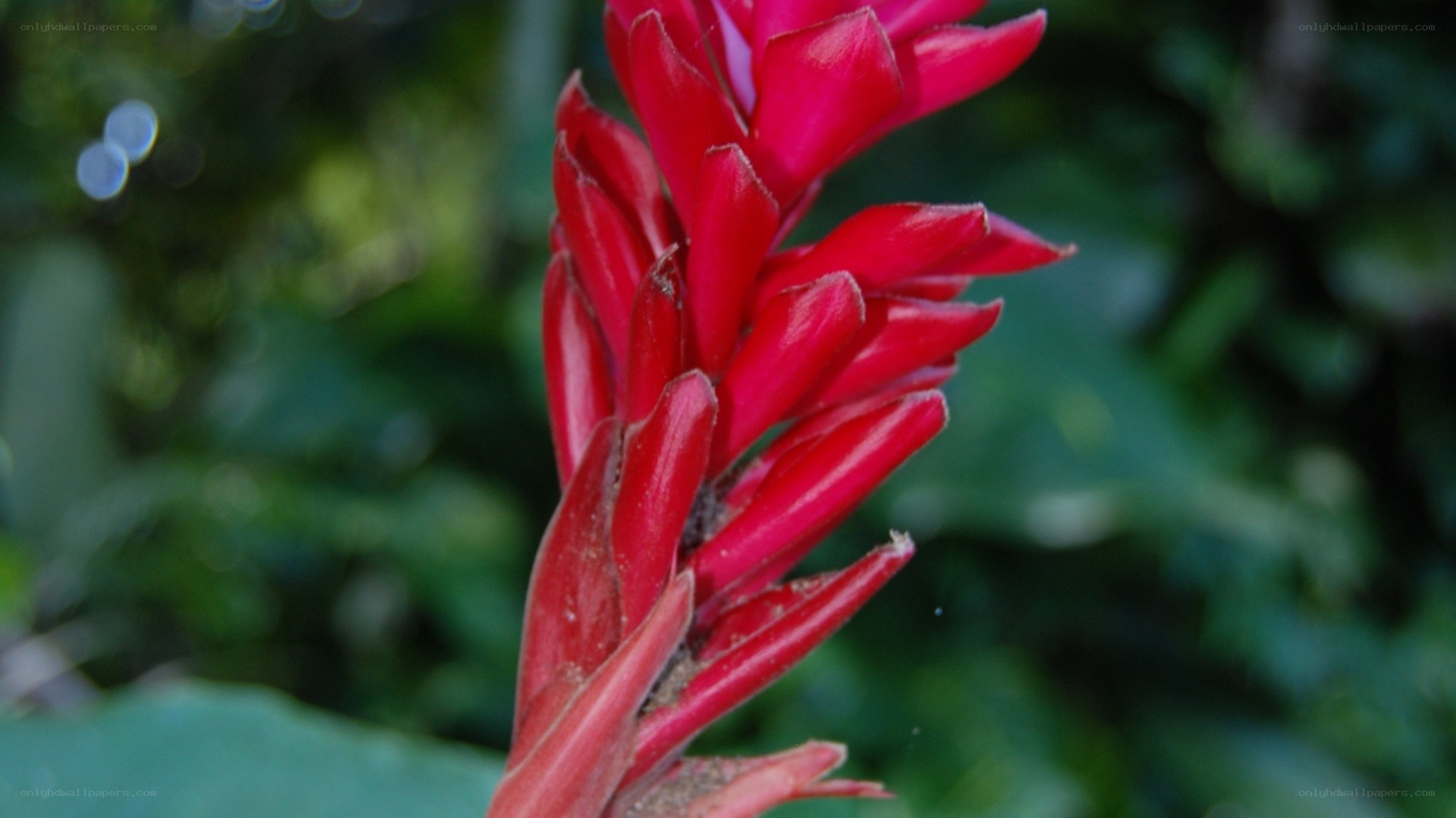 Red tropical flower bloom