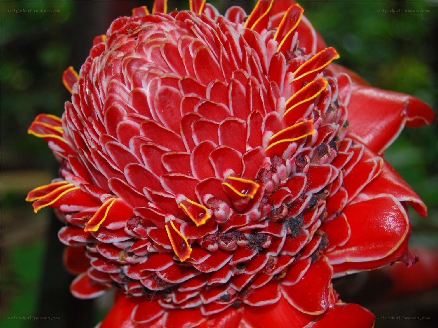 Red tropical flower close-up