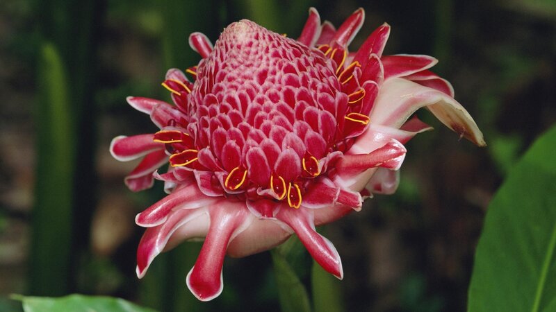 Red Tropical Flower — Natural, Photograph, Green Leaves
