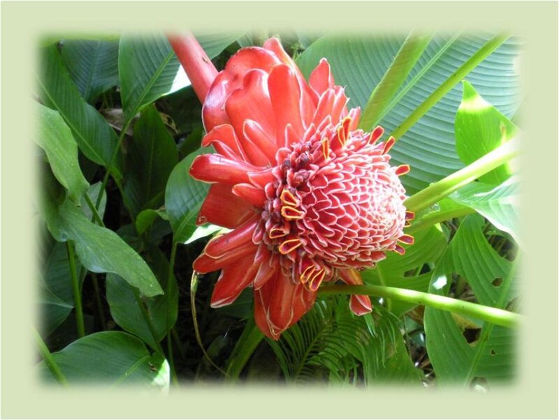 Red Tropical Flower — Natural, Photograph
