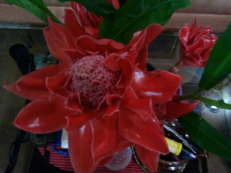 Red Tropical Flower — Natural