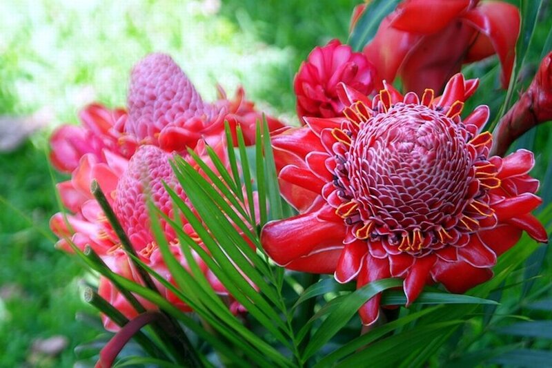 Red Tropical Flower