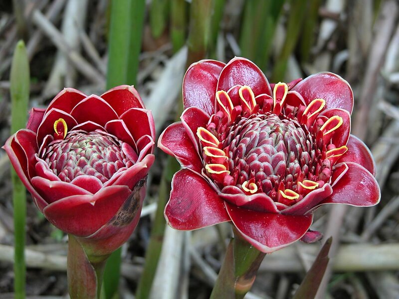 Red Tropical Flowers — Natural, Photograph
