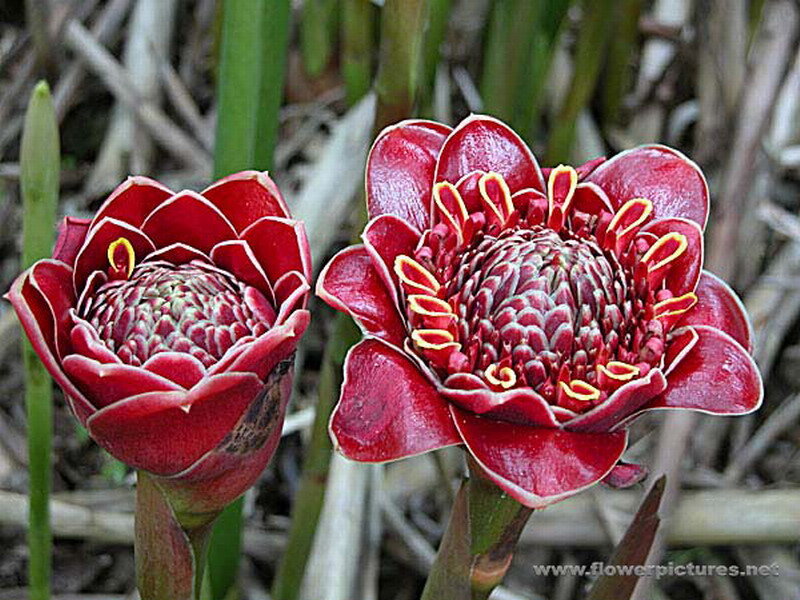 Red Tropical Flowers — Natural