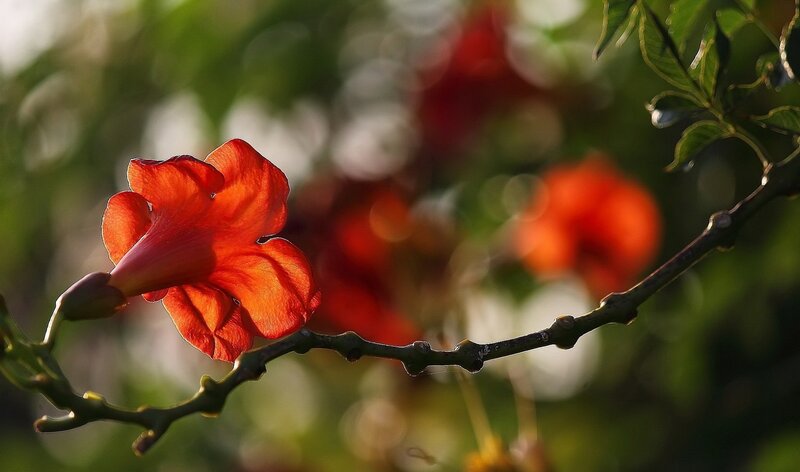 Red Trumpet Flower — Serene