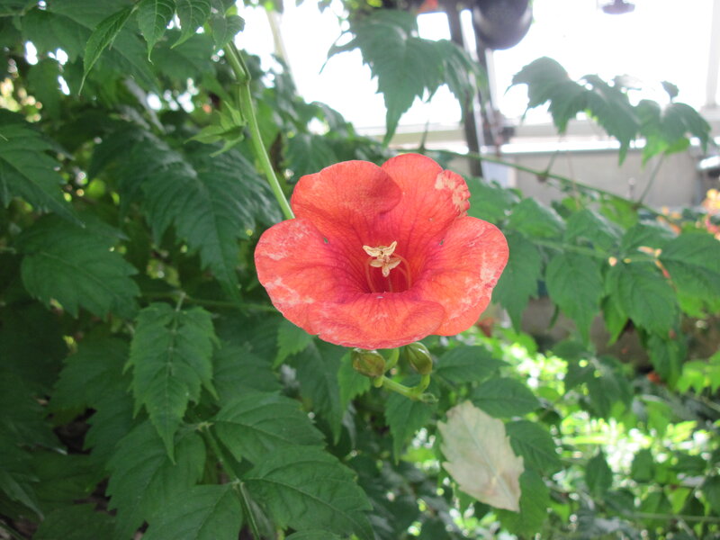 Red Trumpet Flower
