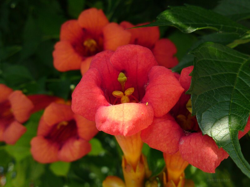 Red trumpet flowers in bloom