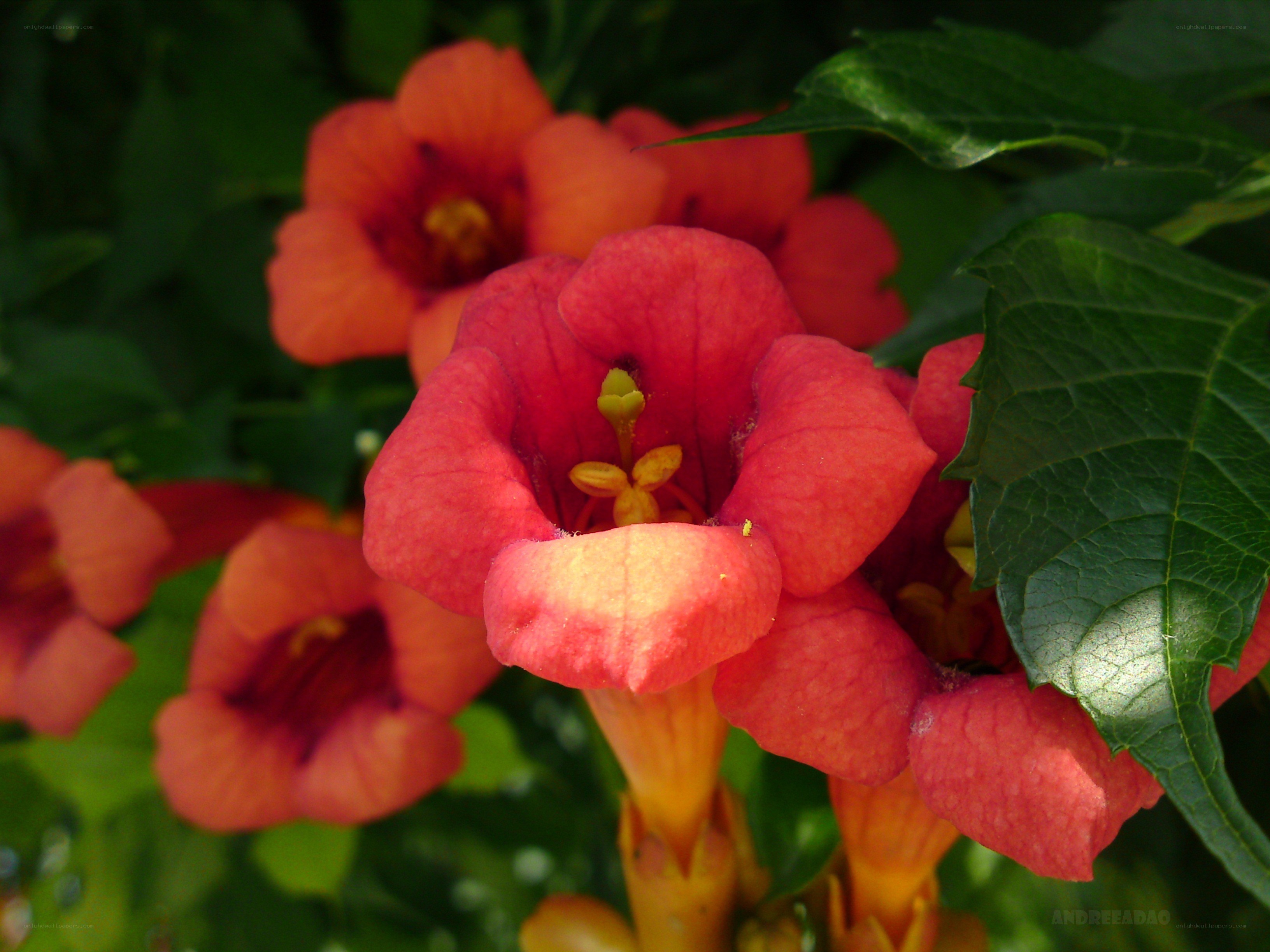 Red trumpet flowers in bloom