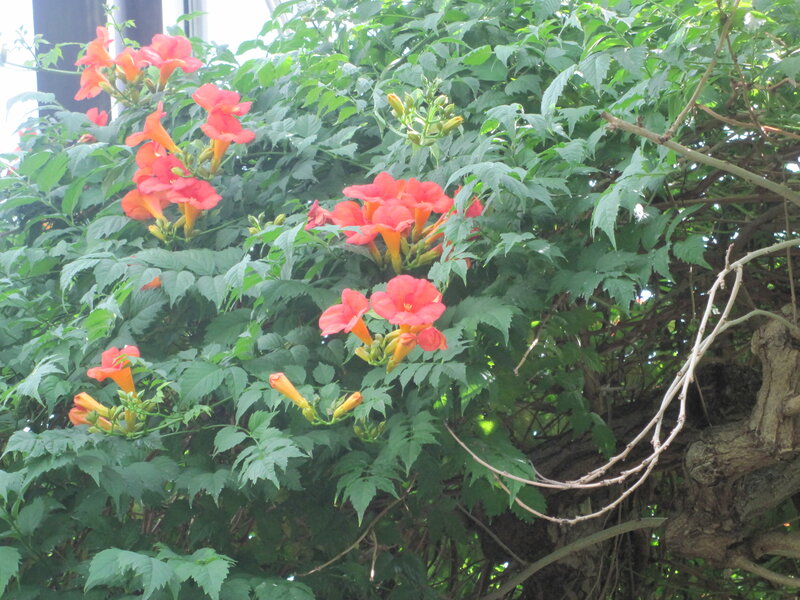 Red Trumpet Flowers — Natural