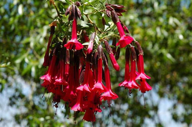 Red Trumpet Flowers