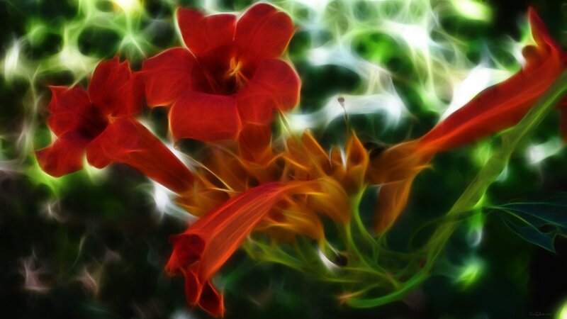 Red Trumpet Flowers — Vibrant