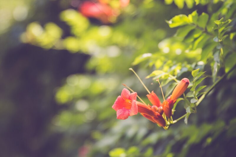 Red Trumpet Vine Flower