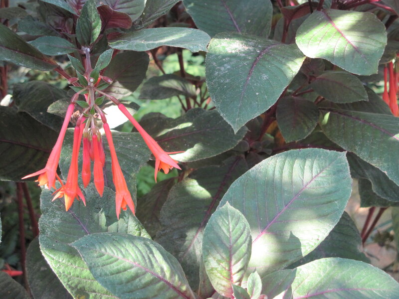 Red Tubular Flowers — Green