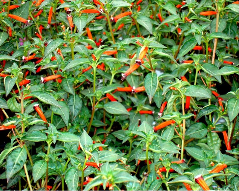 Red tubular flowers in green foliage