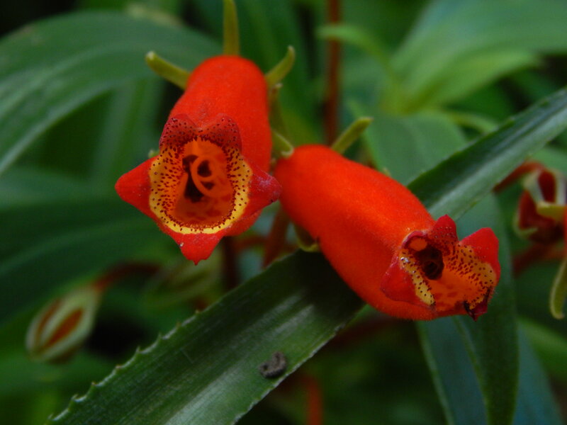 Red Tubular Flowers — Natural