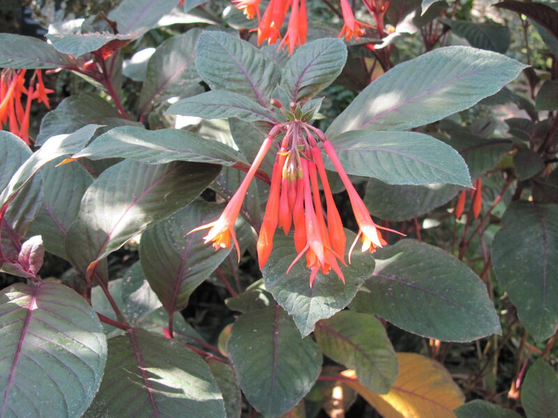 Red Tubular Flowers