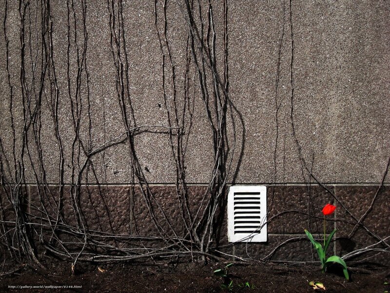 Red tulip against a wall